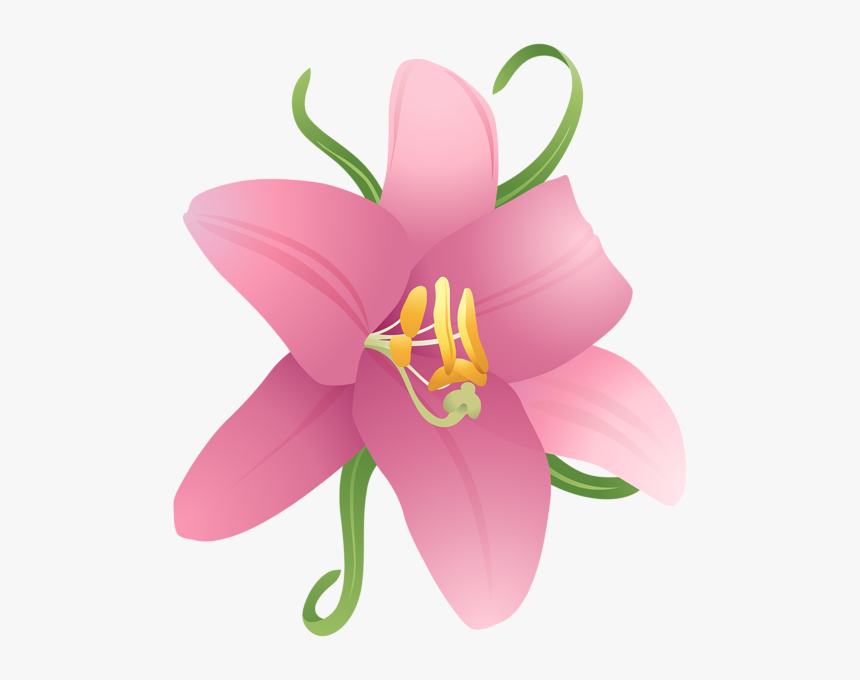 Lily, HD Png Download, Free Download