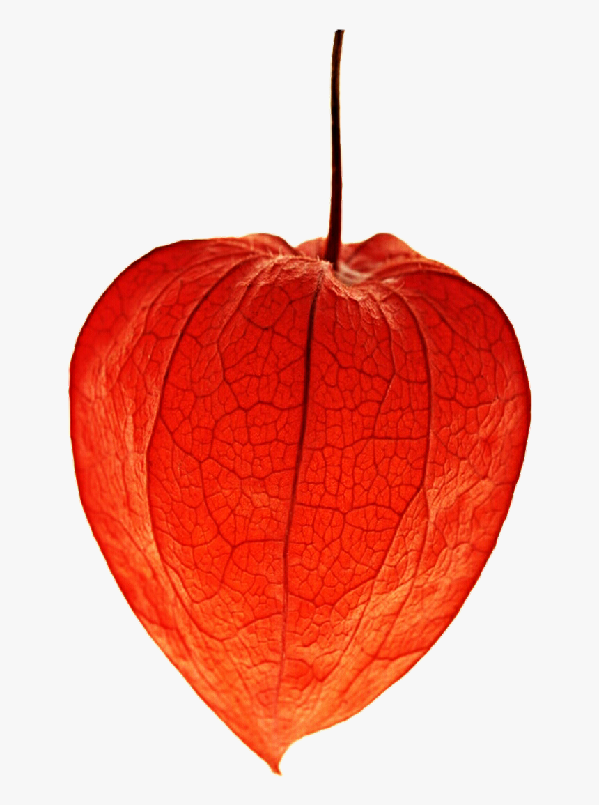 Freeuse Stock Chinese Lantern Clipart - Chinese Lantern Flower Png, Transparent Png, Free Download