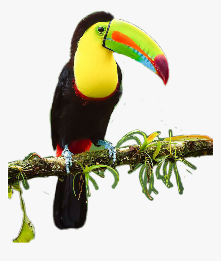 #tucan - Toucan, HD Png Download, Free Download