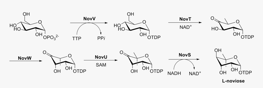 L-noviose Biosynthesis - Trichloroacetyl Isocyanate Carbamate Mechanism, HD Png Download, Free Download