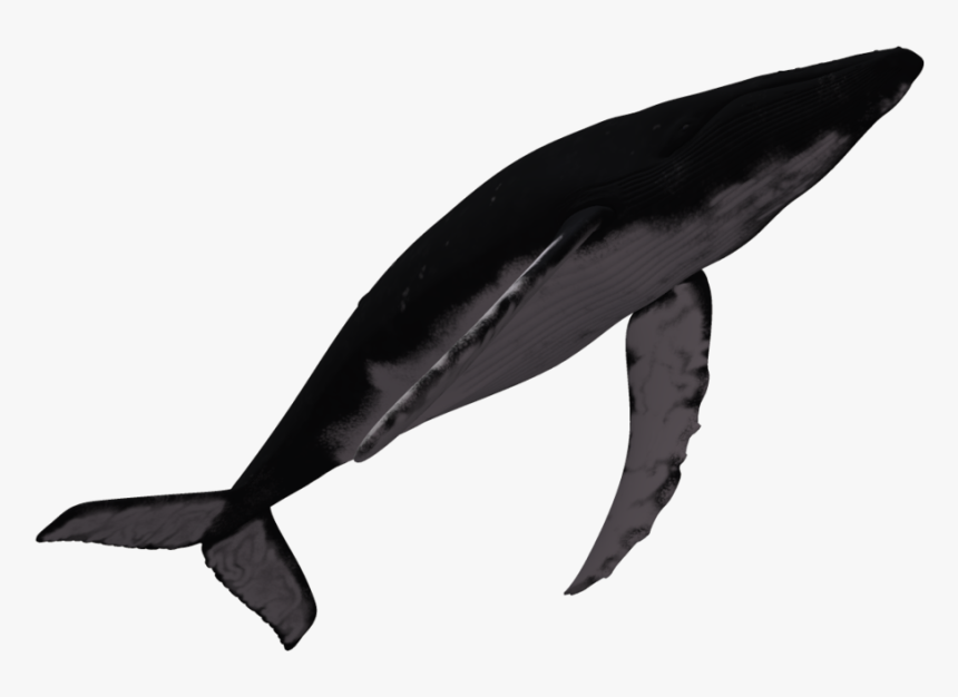 Marine Mammal Humpback Whale Dolphin - Humpback Whale Transparent, HD Png Download, Free Download