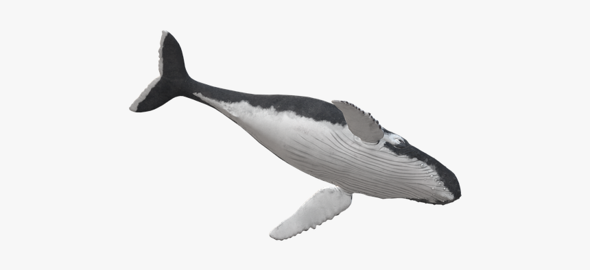 Killer Whale, HD Png Download, Free Download