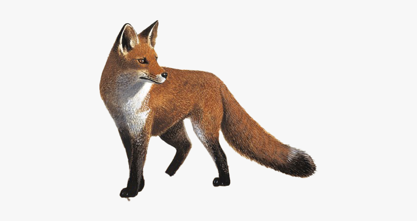 Fox Png Photo Image - Red Fox, Transparent Png, Free Download