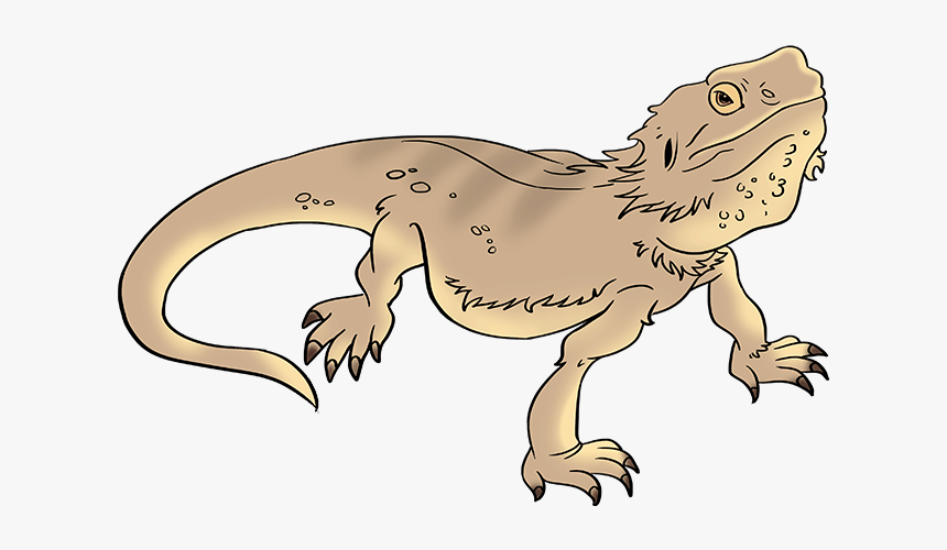How To Draw Bearded Dragon Lizard - Iguana, HD Png Download - kindpng