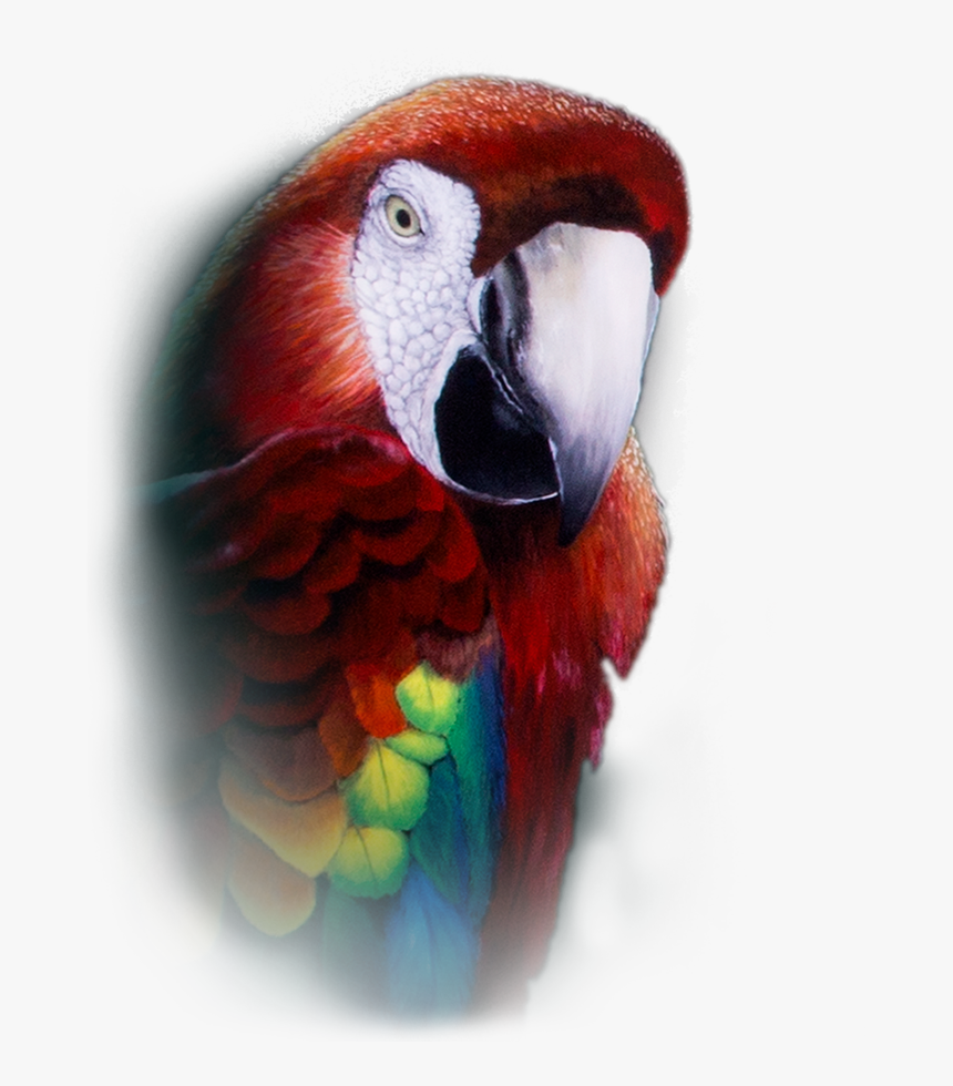 Parrot Repeater Pocket Watch - Macaw, HD Png Download, Free Download