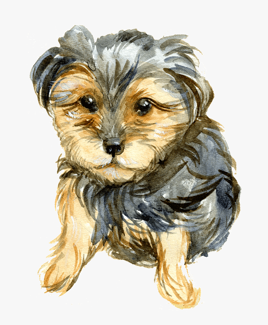 Yorkipoo, HD Png Download, Free Download