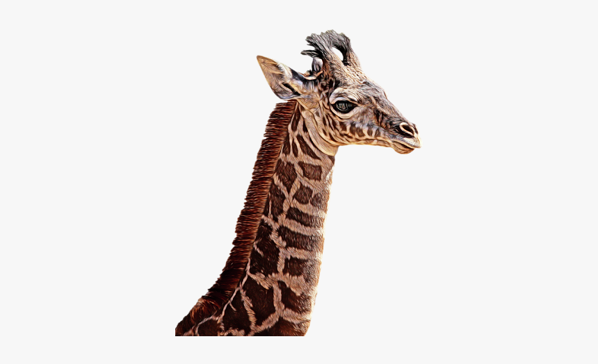 Giraffe, HD Png Download, Free Download