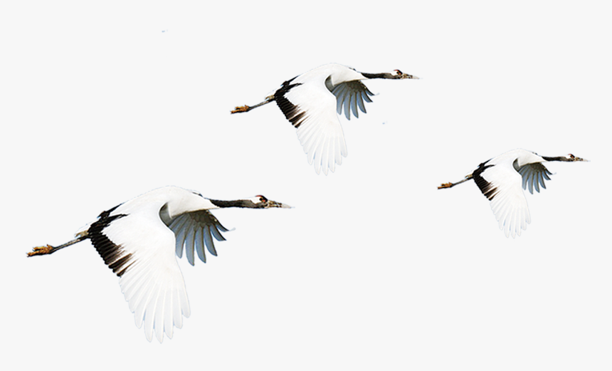 Vector Bird Crane - Red Crowned Crane Png Art, Transparent Png, Free Download