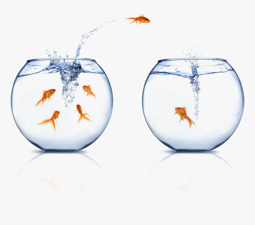 Change Management Fish, HD Png Download, Free Download