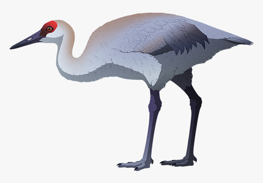 A Stylized Illustration Of An Extinct Flightless Sandhill - Sandhill Crane, HD Png Download, Free Download