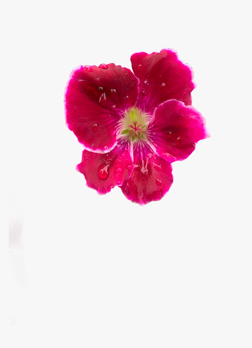 #interesting #summer #summerfun #flower #lei #pink - Dianthus, HD Png Download, Free Download