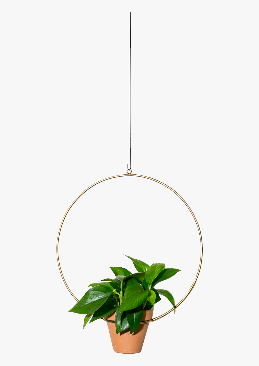 Img - Houseplant, HD Png Download, Free Download