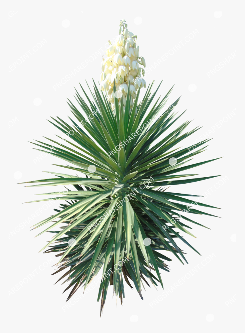 Yucca, HD Png Download, Free Download