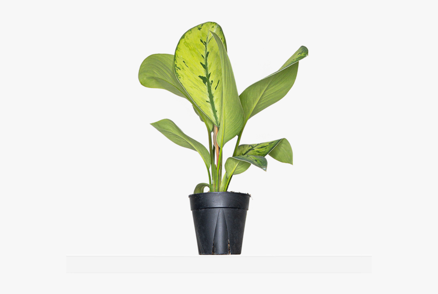 Large / Grow - Flowerpot, HD Png Download, Free Download