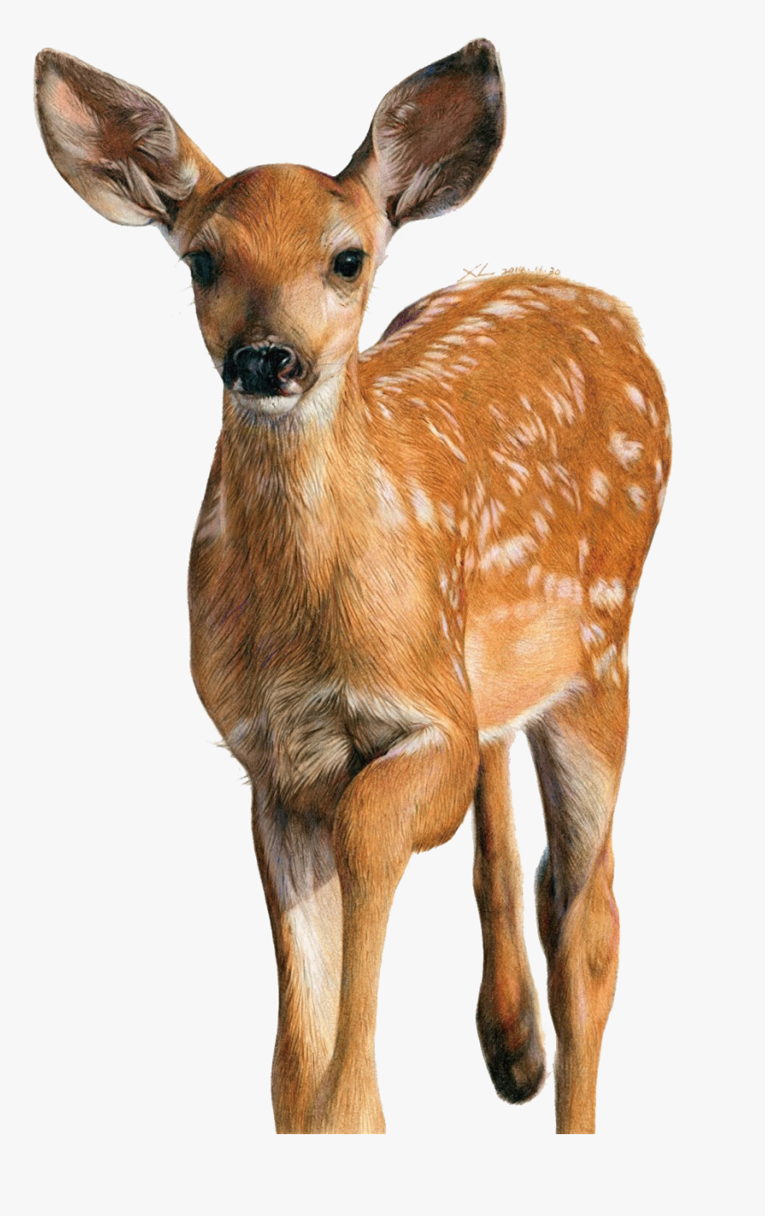 How to draw deer with watercolour | #deer #drawing #watercolour | By  PaintingsFacebook