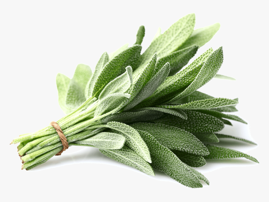 Thumb Image - Sage Herbs, HD Png Download, Free Download