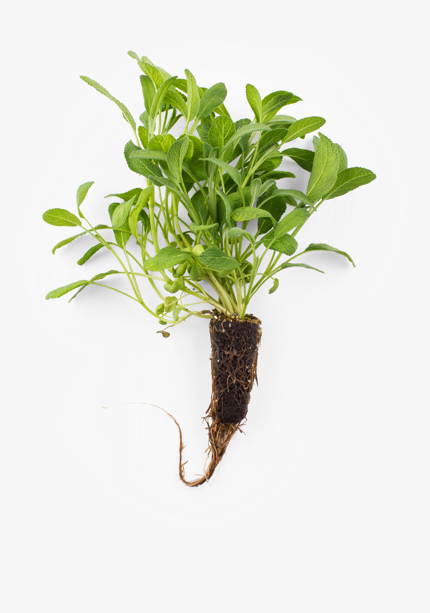 Sage - Houseplant, HD Png Download, Free Download