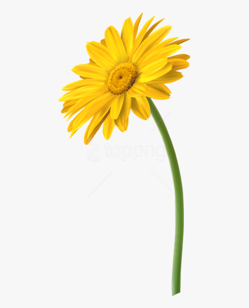 Download Free Png Download Yellow Gerbera Flower Png Images ...