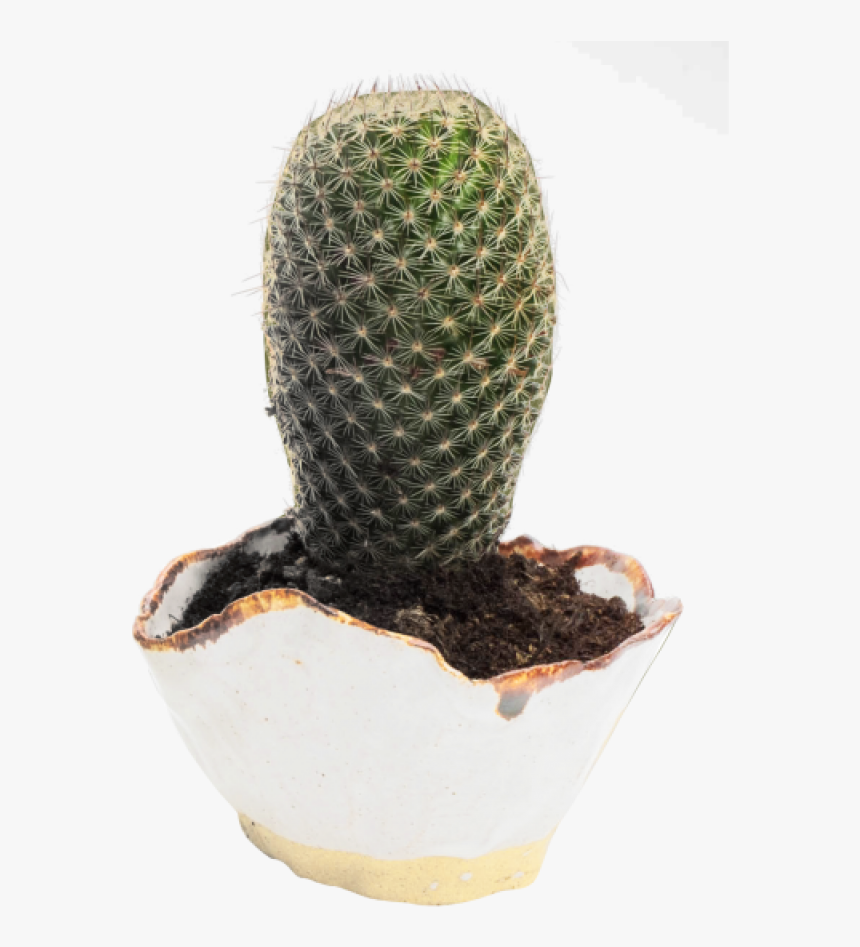 Cactus Png Image - Cactus Pngpix, Transparent Png, Free Download