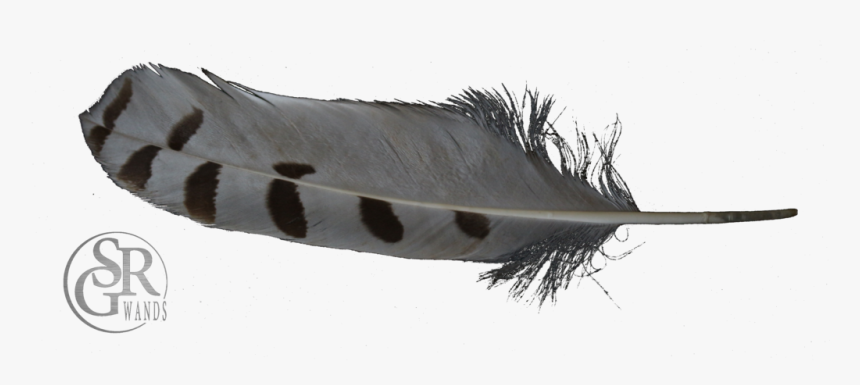 Transparent Feather Duster Png - Fish, Png Download, Free Download