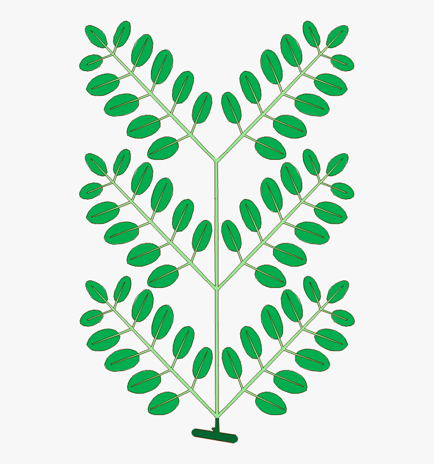 Leaf Morphology Type Bipinnately-compound - Bipinnately Compound Leaf, HD Png Download, Free Download