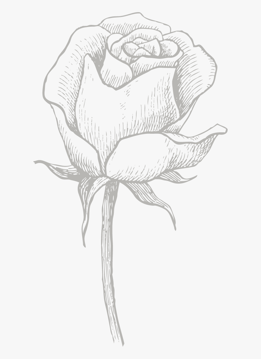 Drawing Road Flower - Drawn Roses, HD Png Download, Free Download