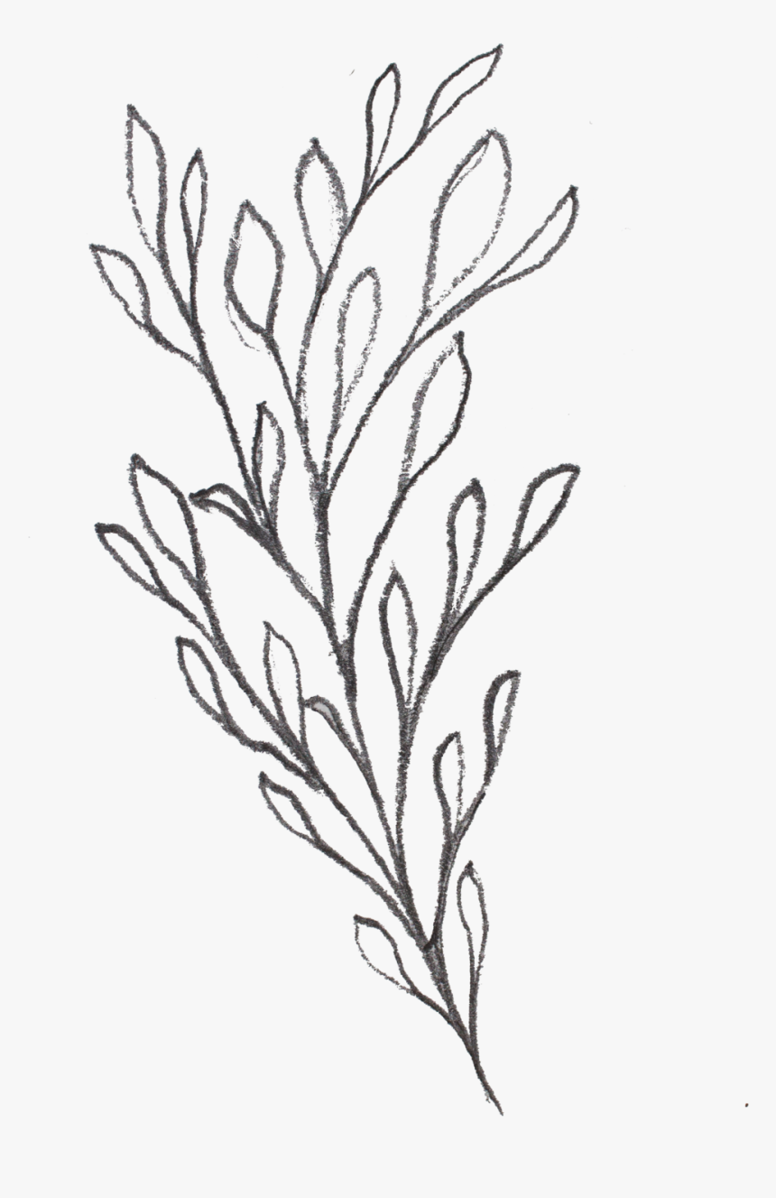 Floral Sketch 07, HD Png Download, Free Download