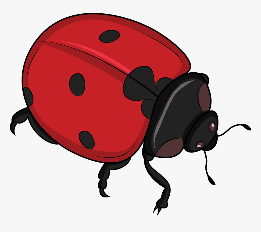 Ladybug, HD Png Download, Free Download