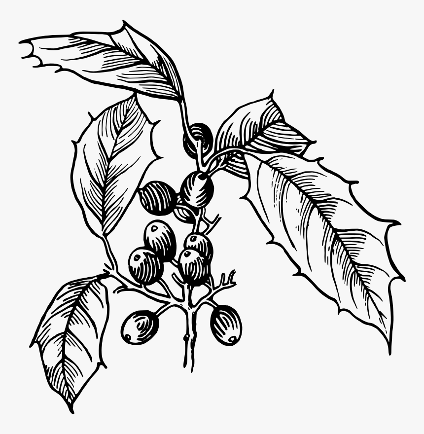 Holly - Holly Drawing Png, Transparent Png, Free Download