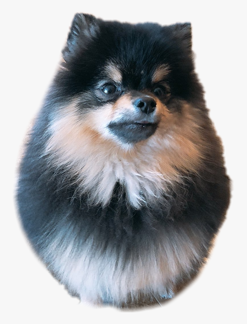 #dog #cachorro #taehyung #yeontan #v #kimtaehyung #bts - Min Holly Suga, HD Png Download, Free Download