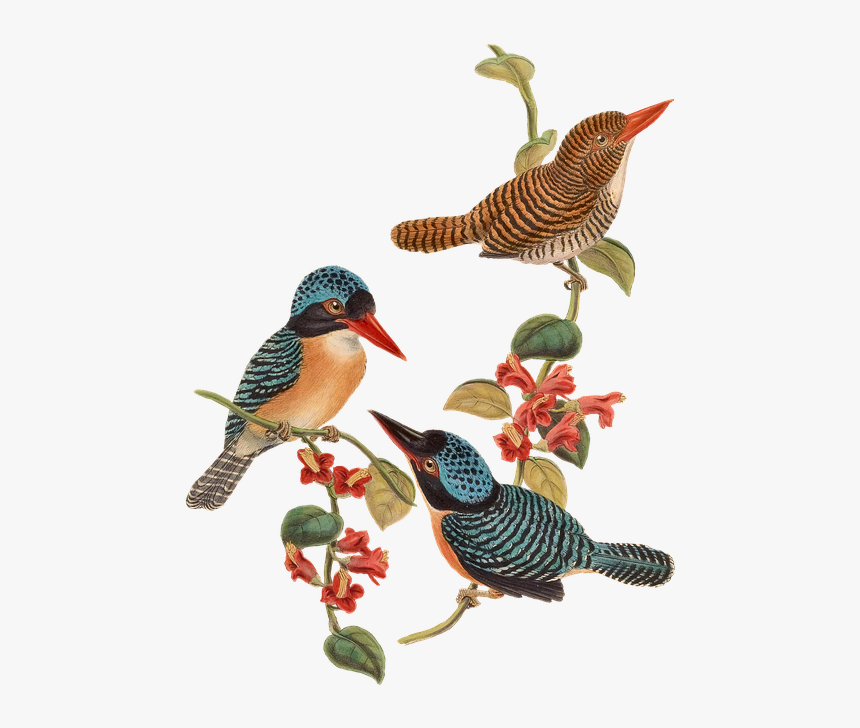 Vintage Bird On A Branch, HD Png Download, Free Download