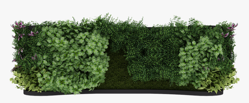 Hedge, HD Png Download, Free Download