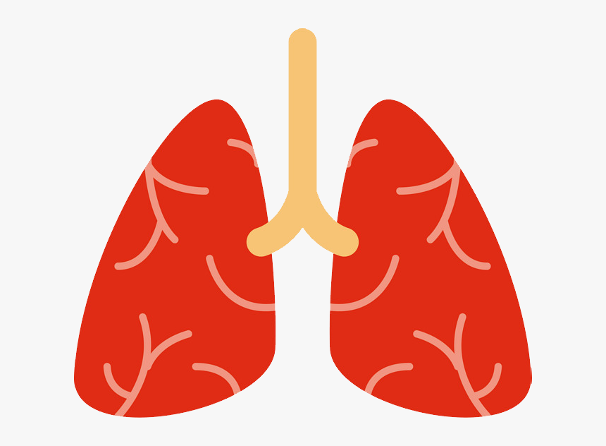 Lungs Png - Lung, Transparent Png, Free Download