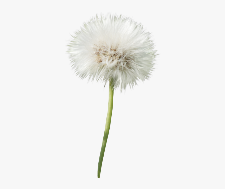 dandelion flower png dandelion png with transparent background png download kindpng dandelion flower png dandelion png