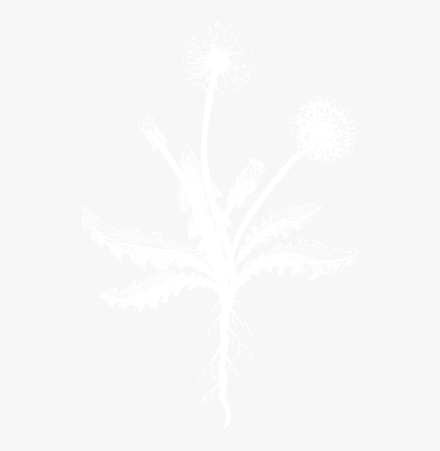 Dandelion Woman Illustration-01 - Johns Hopkins Logo White, HD Png Download, Free Download