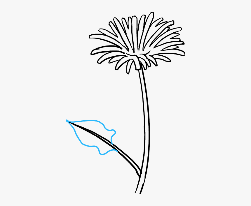 How To Draw Dandelion - Dandelion Easy Drawing, HD Png Download, Free Download