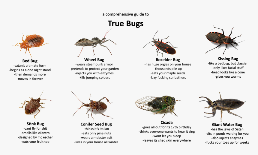 True Bug Png Transparent Hd Photo - Bugs That Only Come Out At Night, Png Download, Free Download