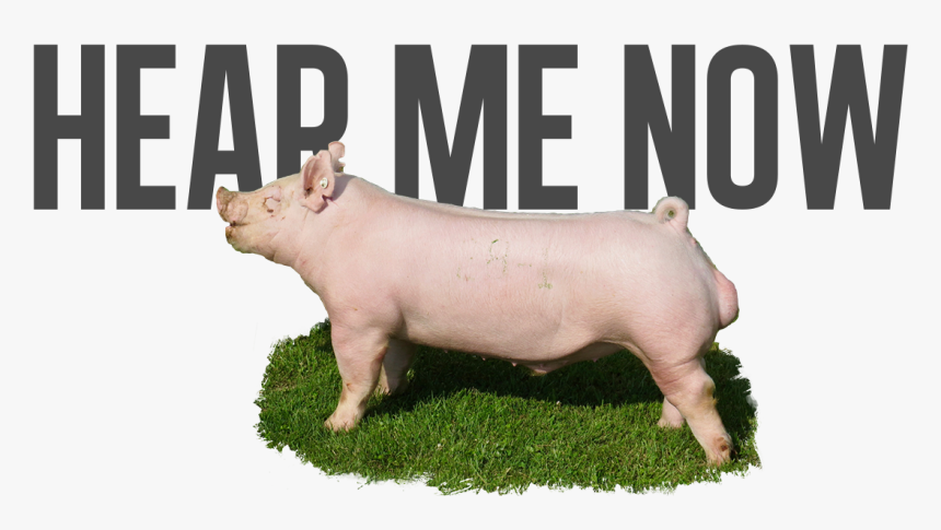 Domestic Pig, HD Png Download, Free Download