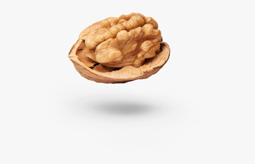 Walnut, HD Png Download, Free Download