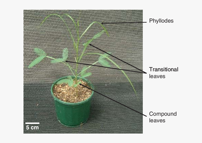 Examples Of Transitional Stems, HD Png Download, Free Download