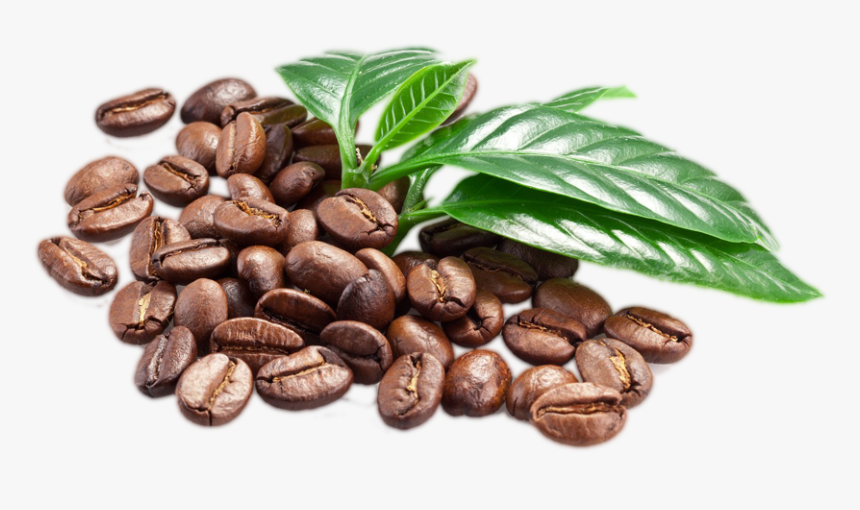 coffee beans with leaf png coffee beans transparent background png download kindpng coffee beans with leaf png coffee