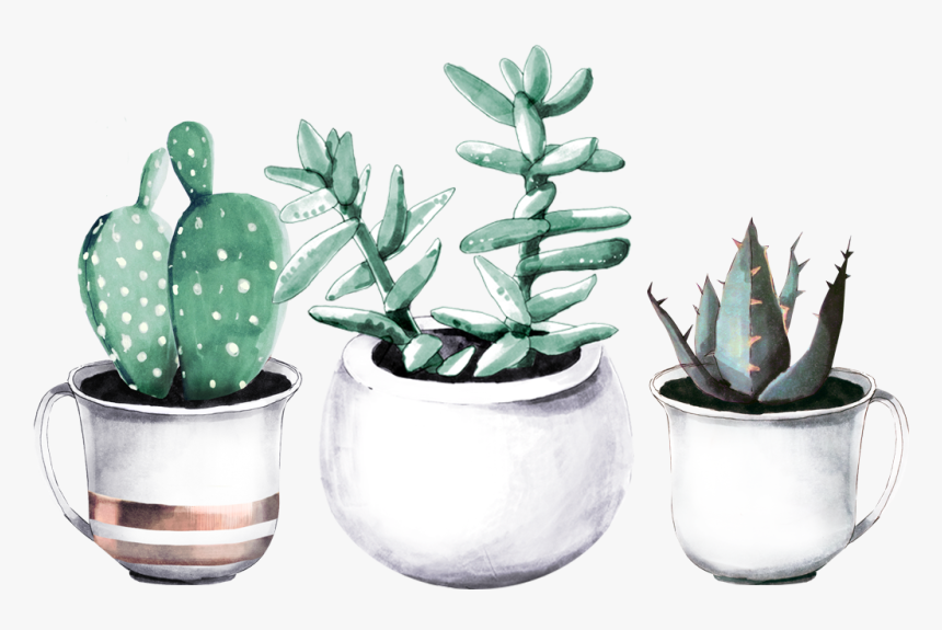 Cactuses In Pots - Succulent Plant, HD Png Download, Free Download