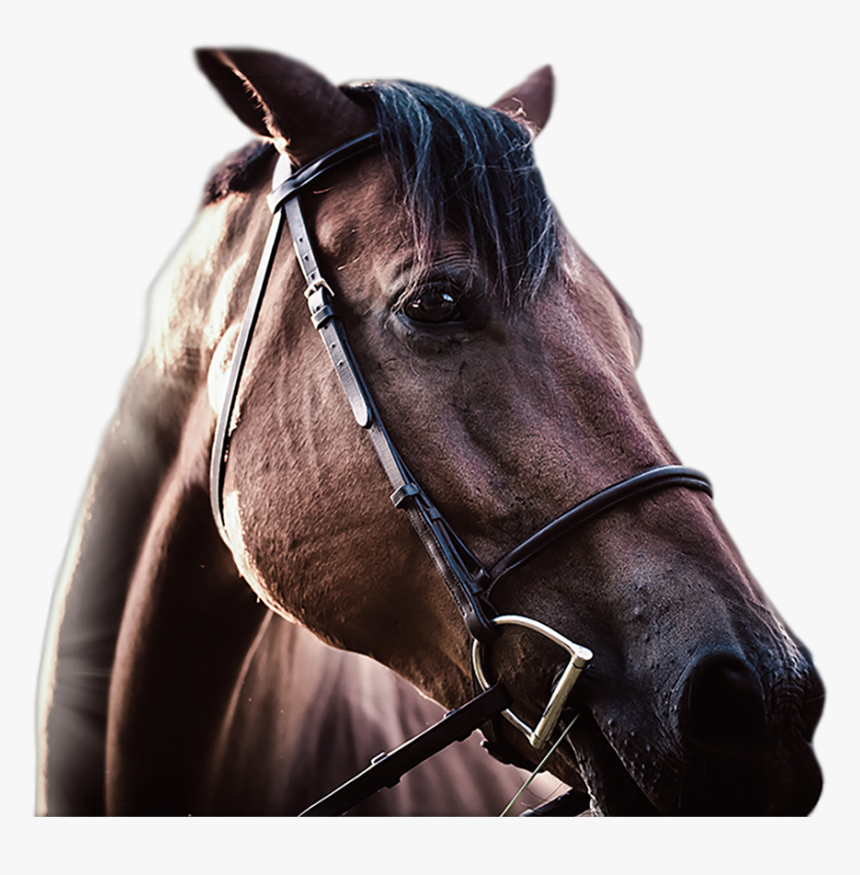 Horse Racing Png, Transparent Png, Free Download