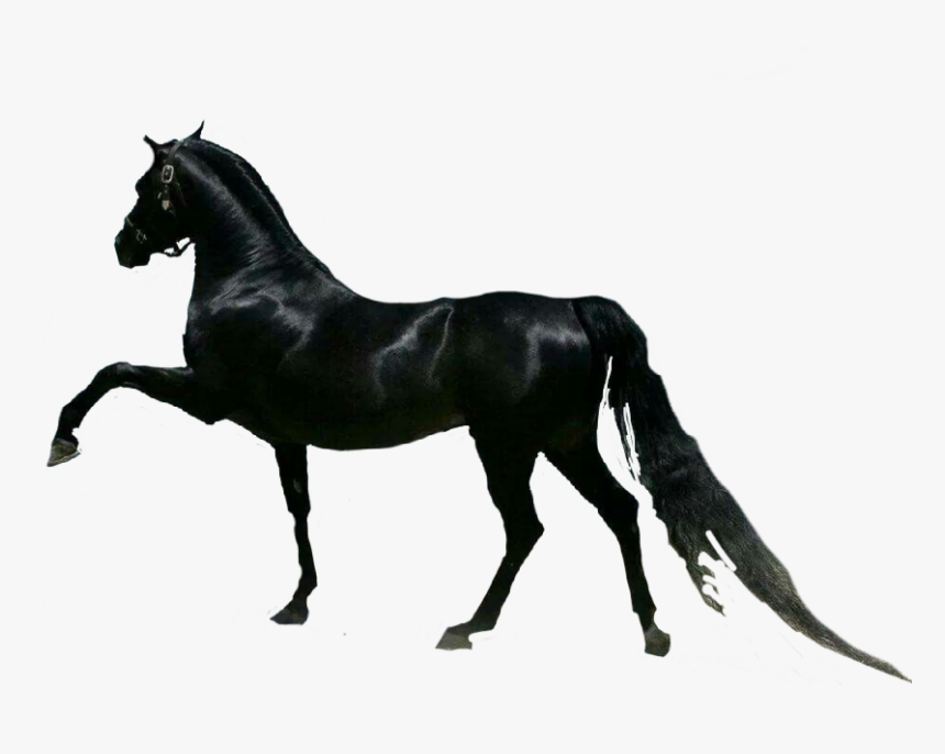 black arabian horse images