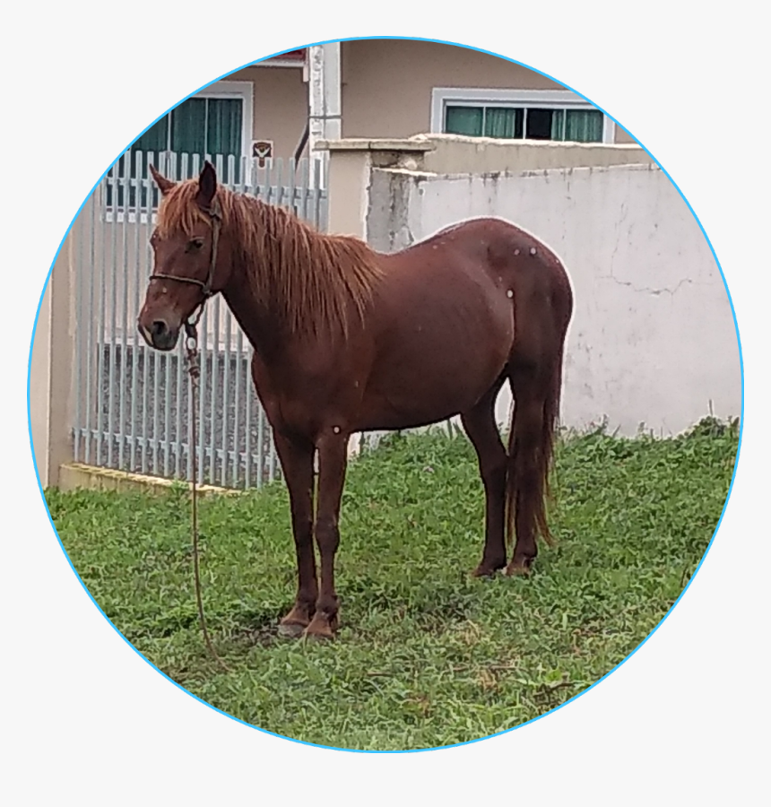 Transparent Cavalo Png - Sorrel, Png Download, Free Download