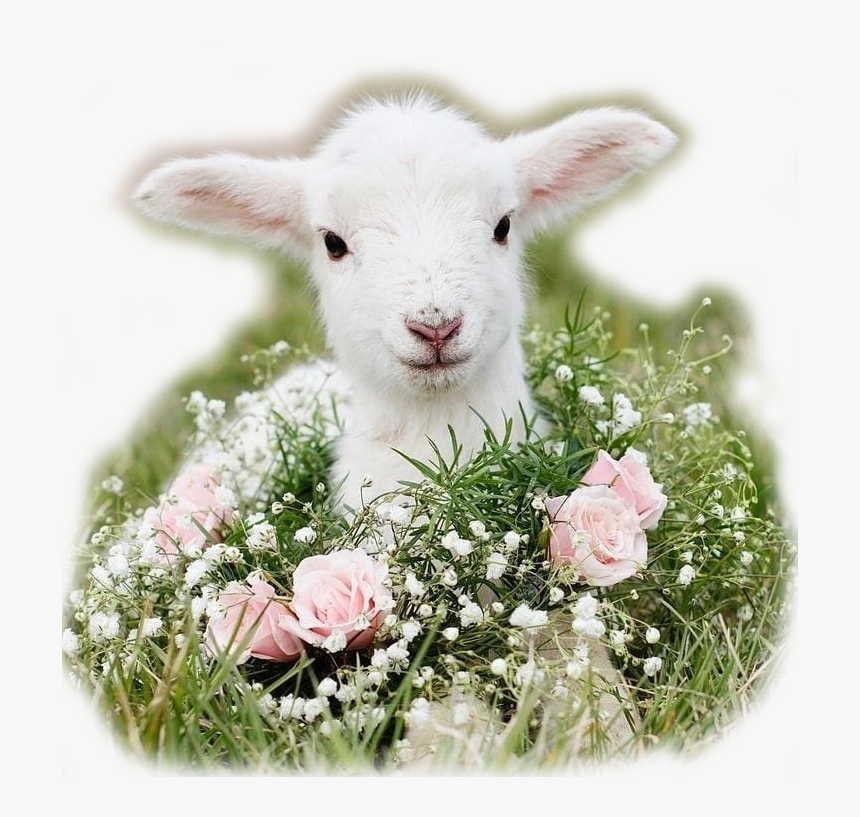 Carneiro Branco Baby Animals With Flowers Hd Png Download Kindpng