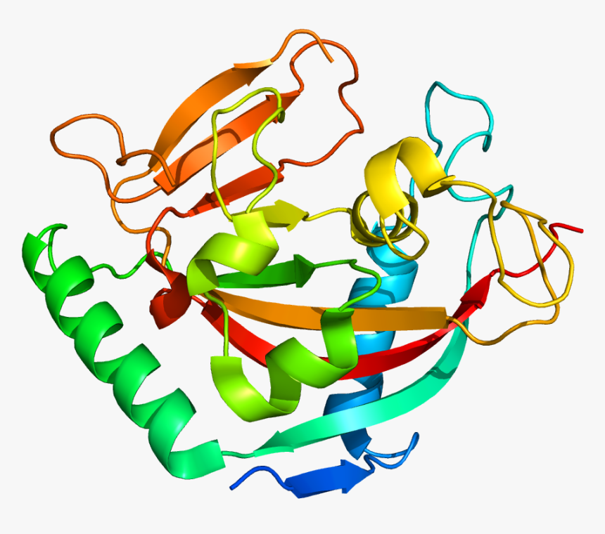 Protein Tnks2 Pdb 3kr7 - Protein Png, Transparent Png, Free Download