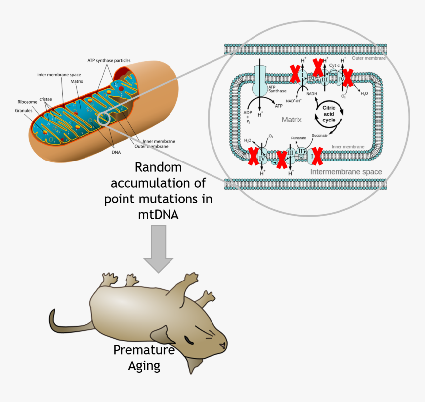 Aging Phenotype By Mtdna Mutation In Mice Edgar Et - Cell Mitochondria, HD Png Download, Free Download