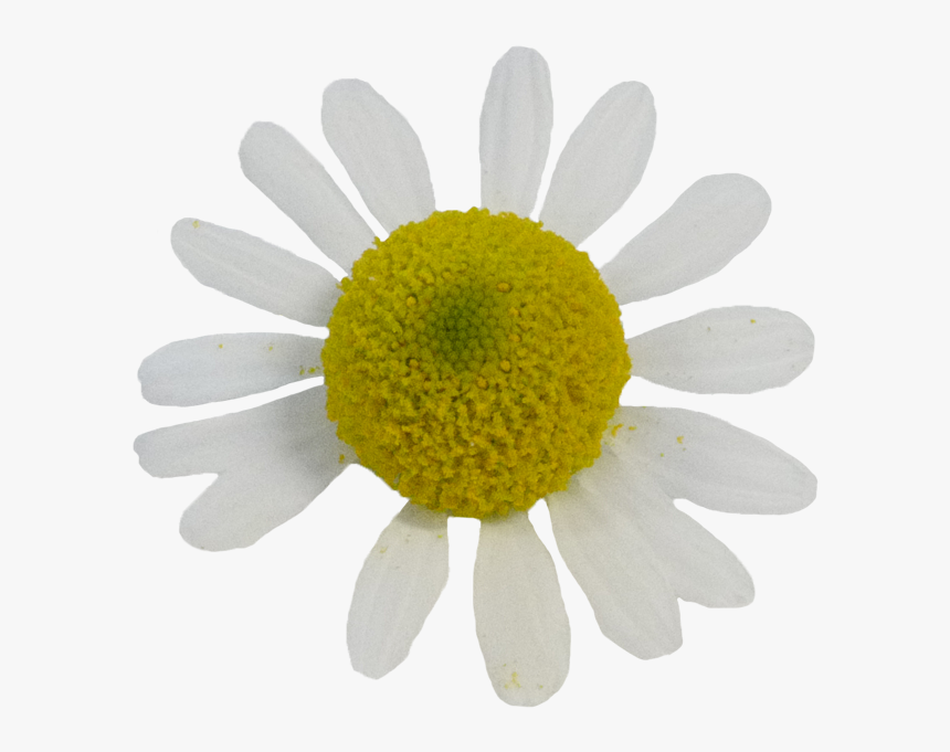 Kamille - Oxeye Daisy, HD Png Download, Free Download