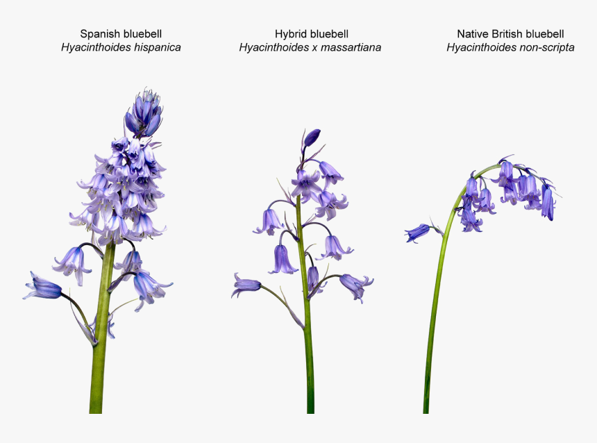 Bluebell Png Transparent Image - Bluebell Png, Png Download, Free Download